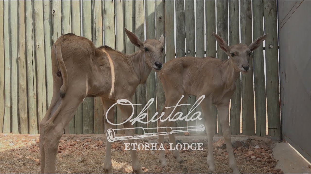 Okutala - Rescued Hand-Raised Eland Calves