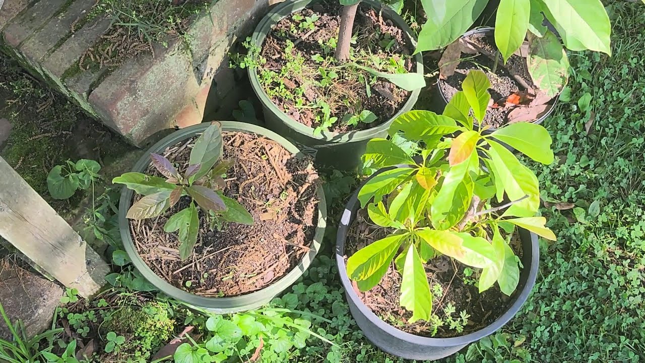 Unpredictable Properties of Avocado Hybrids