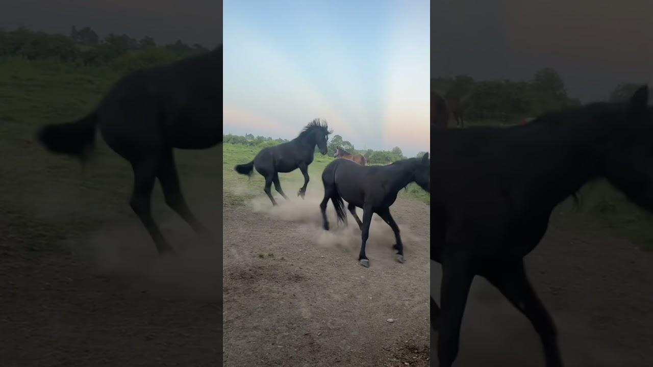 Two dramatic horses#horse #funny #dramatic #fyp #foryou