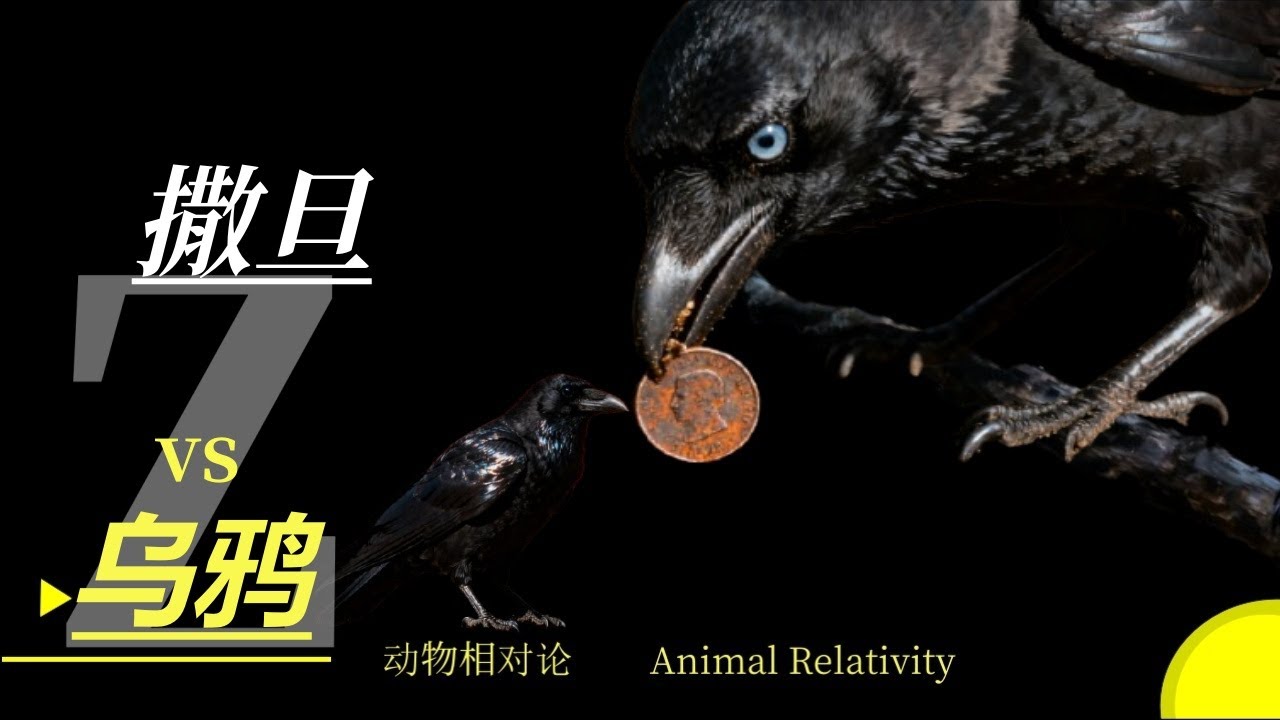 你听说过白乌鸦吗？