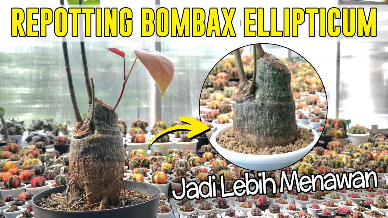 Repotting Dan Potong Akar Bombax Ellipticum