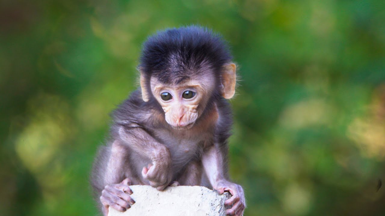 Baby monkey lost mom & Cry for mother​