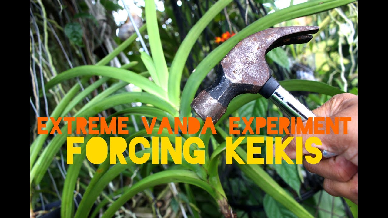EXTREME VANDA EXPERIMENT - FORCING KEIKIS!