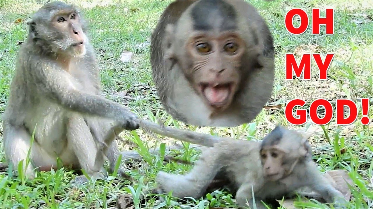 What happen Baby Bavin crying?|Blacky scary her baby attack by another monkey|Blacky attack by Sook