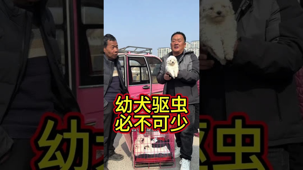 韩国进口比熊！妥妥万元户，幼犬驱虫必不可少！🐶💰