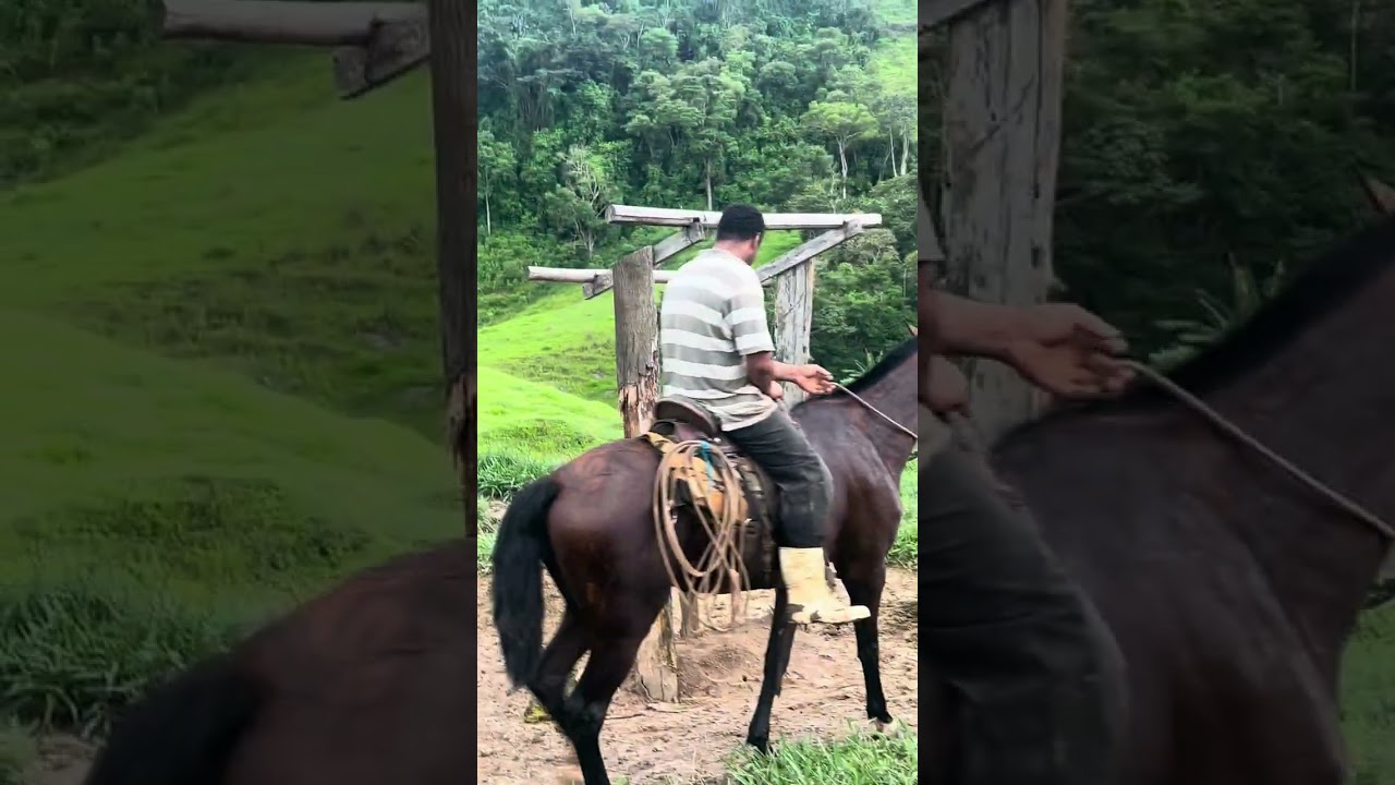 #fazenda #boa #vista #pecuária #boi#nelore 