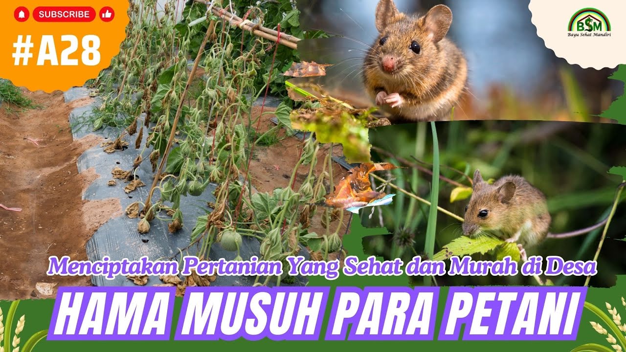 Bayu Diningrat ~ Mengatasi Hama Tikus Musuh Para Petani