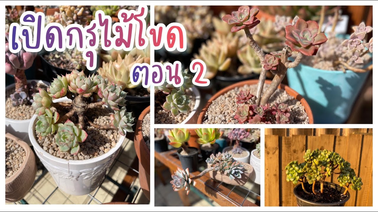 Bonsai Style Succulents Part 2 ไม้โขด กุหลาบหิน ไม้อวบน้ำ #59