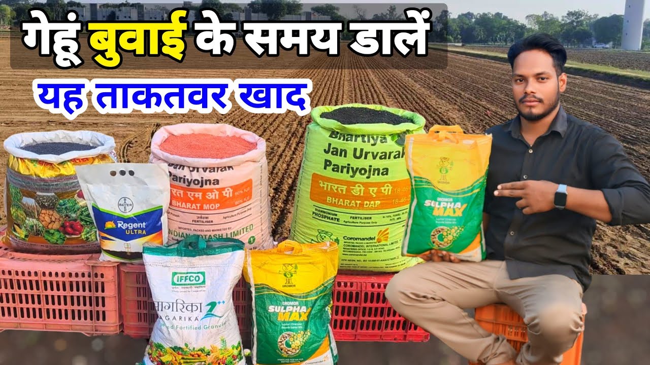 Gehu buvai ke Samay kaun si khad dalen🌱 गेहूं बुवाई के समय कौन सी खाद डालें | gehu best fertilizer