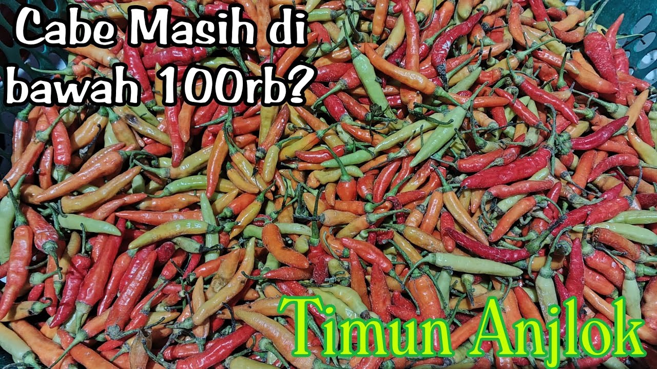 Cabe Murah? Timun Anjlok update harga terbaru pasar grosir ngronggo kota kediri(25/02/26)