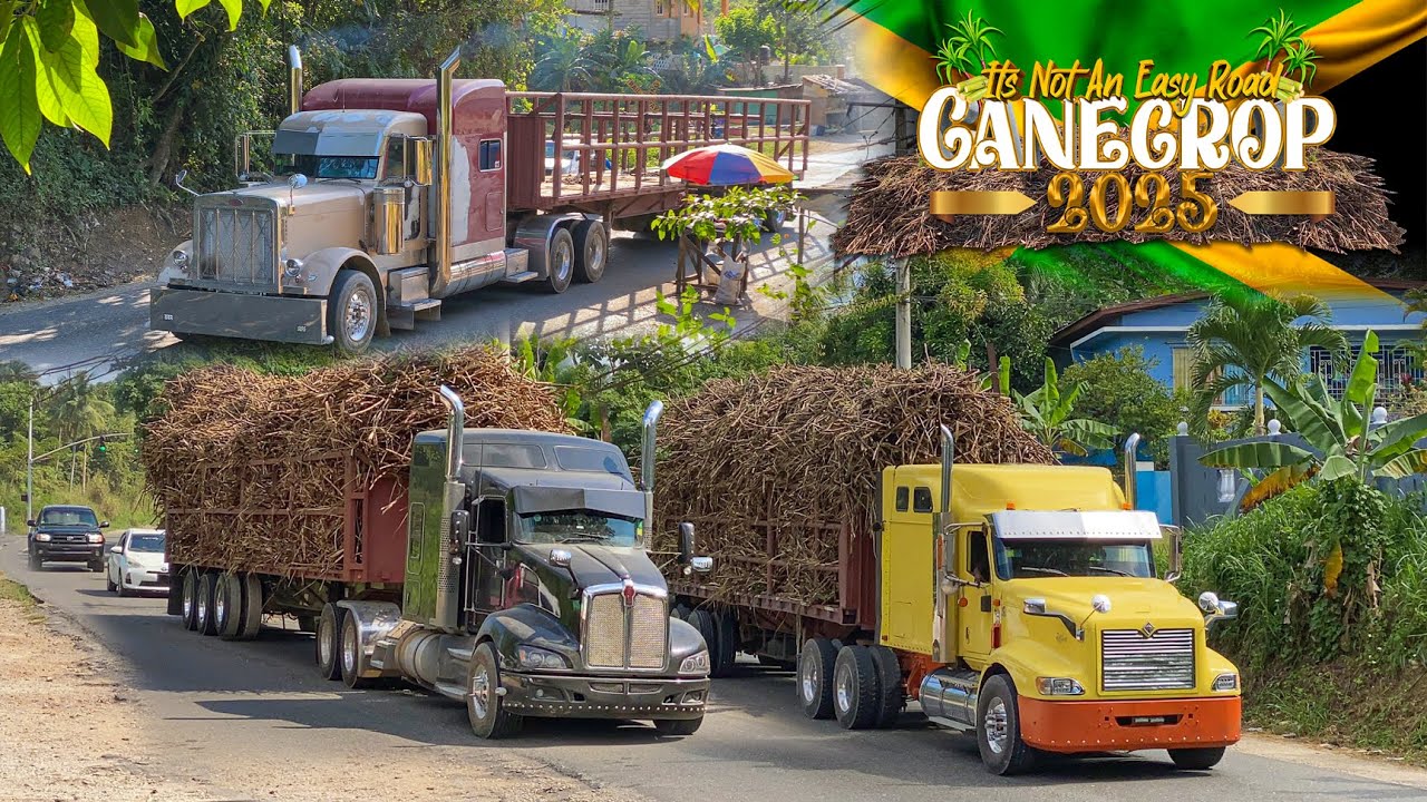 Jamaican Truckers | In Action | S03E01 | Cane Crop 2025 | Cash Money Crew | Official