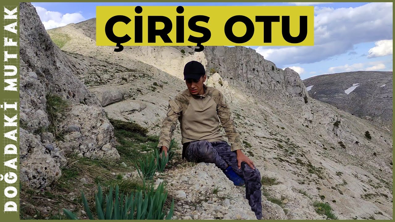 Çiriş Otu Topladım. Yemeği Nasıl Yapılır? Yayla vloğu | Kamp 6
