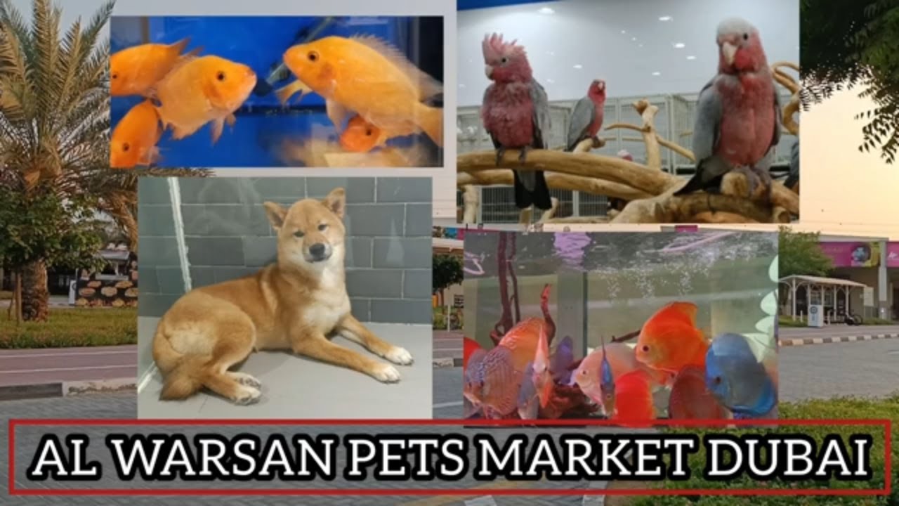 Al Warsan Pet Shop | Largest Pet Market in Dubai | UAE Pet Market | Explore with Atif