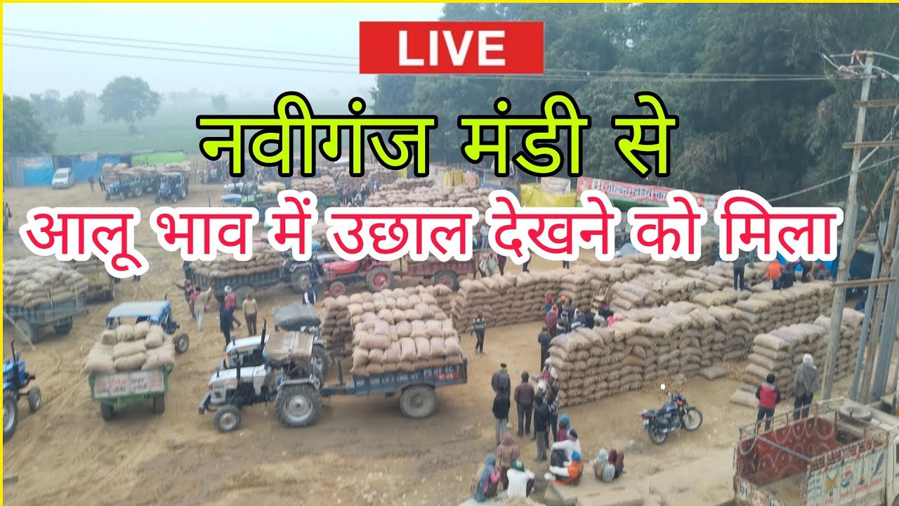 नवीगंज मंडी से सीधा लाइव ! आलू भाव में उछाल ! nabiganj Mandi ke Aalu ka bhav