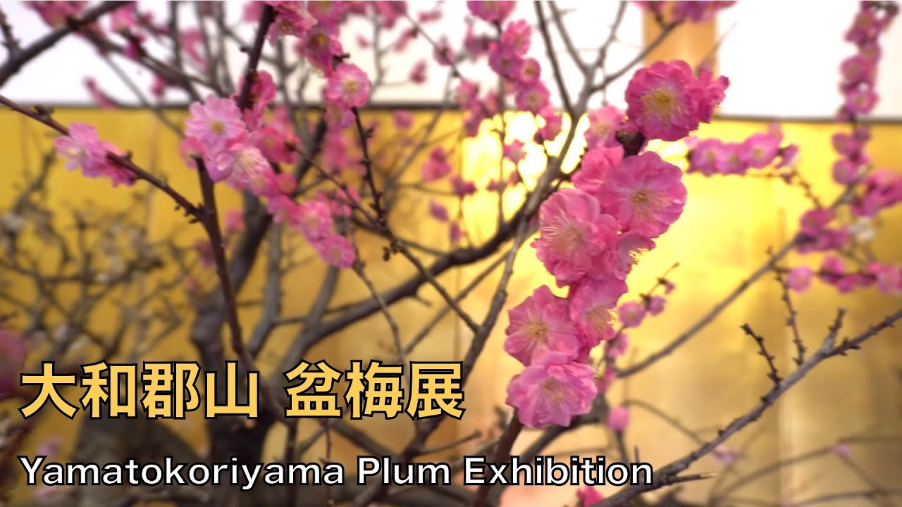 [4K 盆栽] 第17回 大和郡山 盆梅展