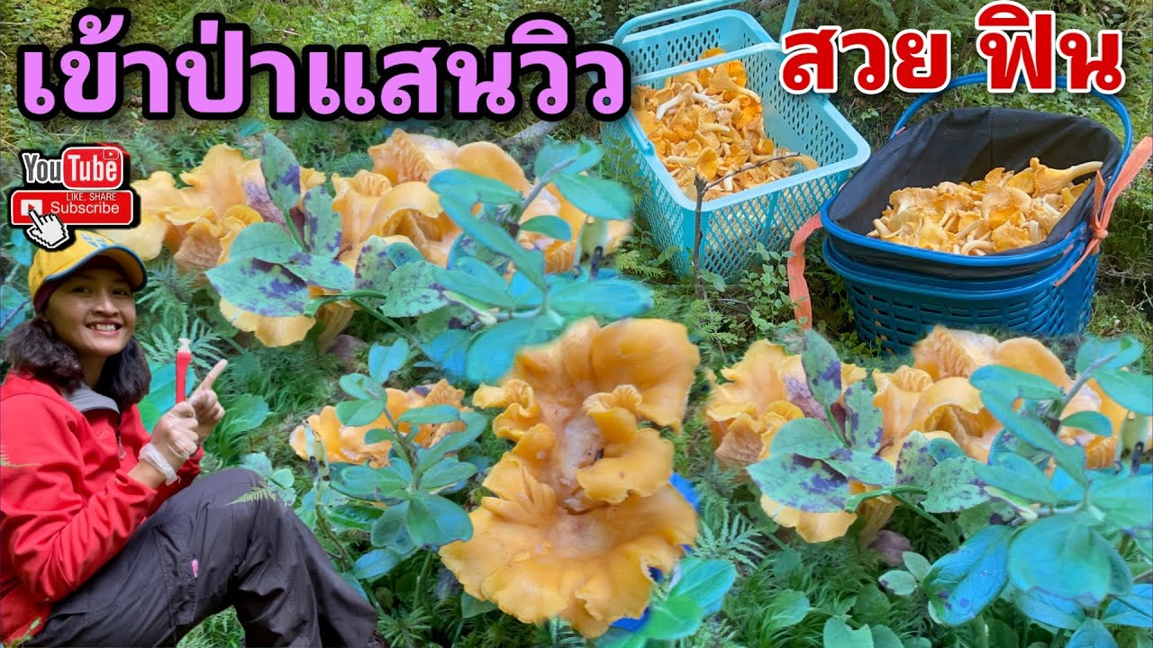 เก็บเห็ดป่าแสนวิว สวย สมราคายอดวิวสูง กับพี่ลิน แวะมาซื้อเห็ดไปขายต่อ เลยชวนเก็บด้วยกันเลยจ้า