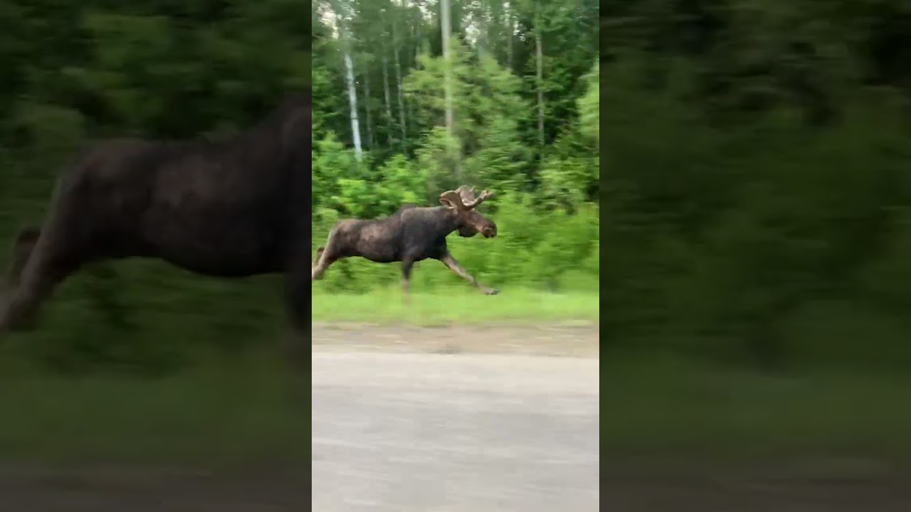 Moose Sighted Running on the Side of the Road During Pov’s Commute