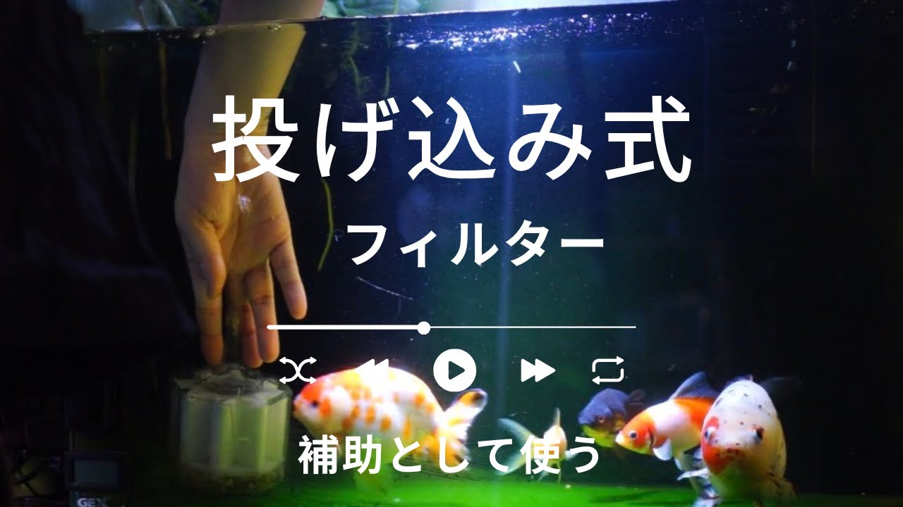 【金魚水槽のサブフィルター】投げ込み式フィルターを活用