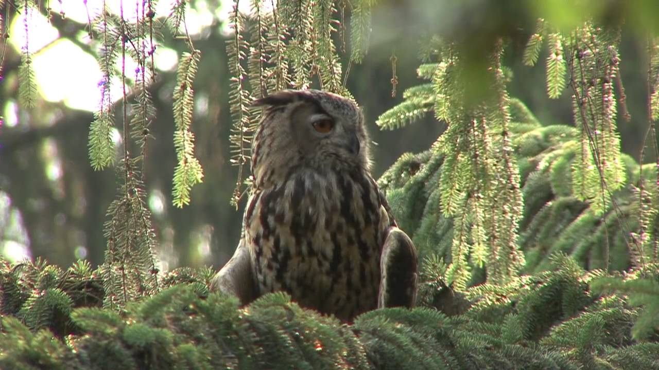 Natur erleben im Nationalpark Teutoburger Wald