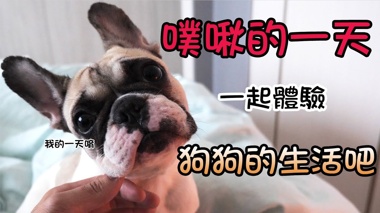 一豬小公主｜噗啾的一天 一起體驗狗狗的生活吧