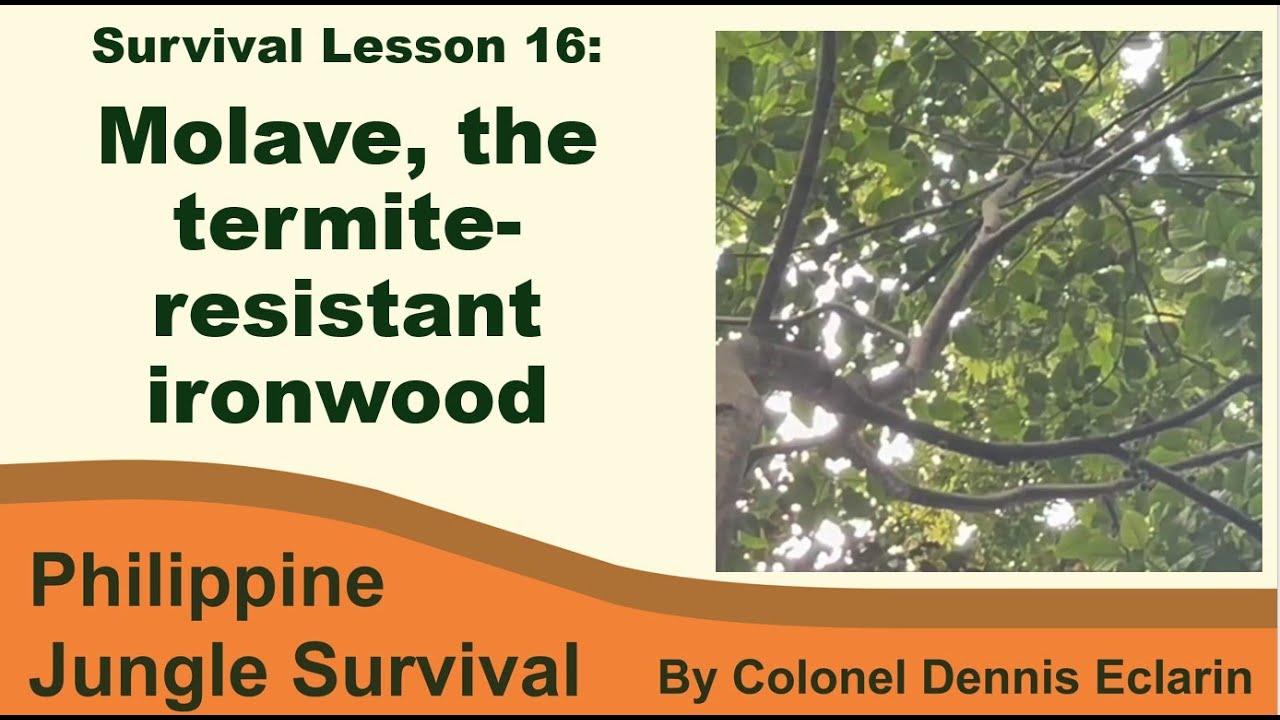 Survival Lesson 16: Molave: The Philippine Tree That Defies Time and Termites