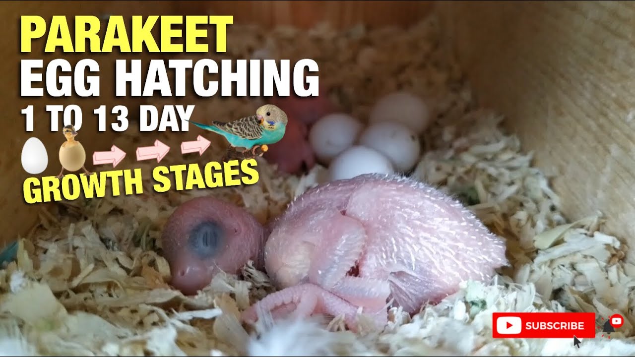 PARAKEET EGG HATCHING