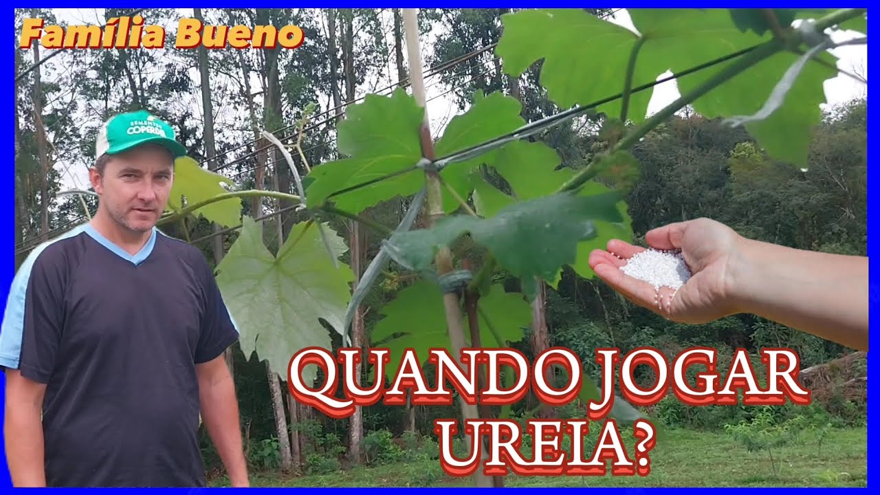 UREIA NAS FRUTÍFERAS - NO PESSEGO E UVA