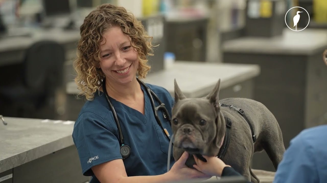 What is Boundary Bay Veterinary Specialty Hospital?