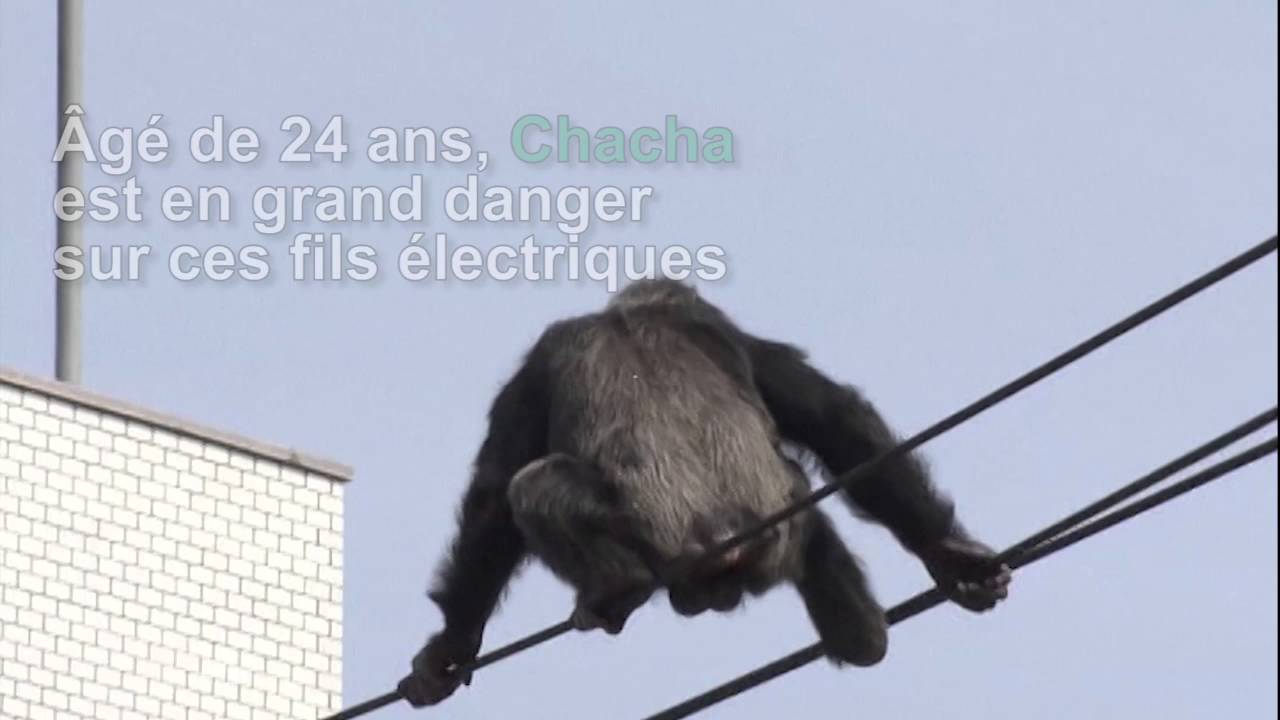 Ce chimpanzé prend les fils électriques pour des lianes