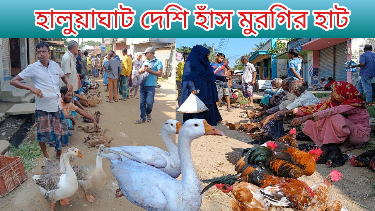 হালুয়াঘাট দেশি হাঁস মুরগির হাট