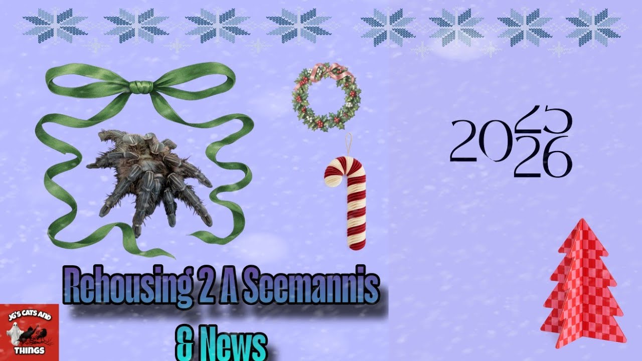 Rehousing Two A Seemannis, Did Any Bolt? 