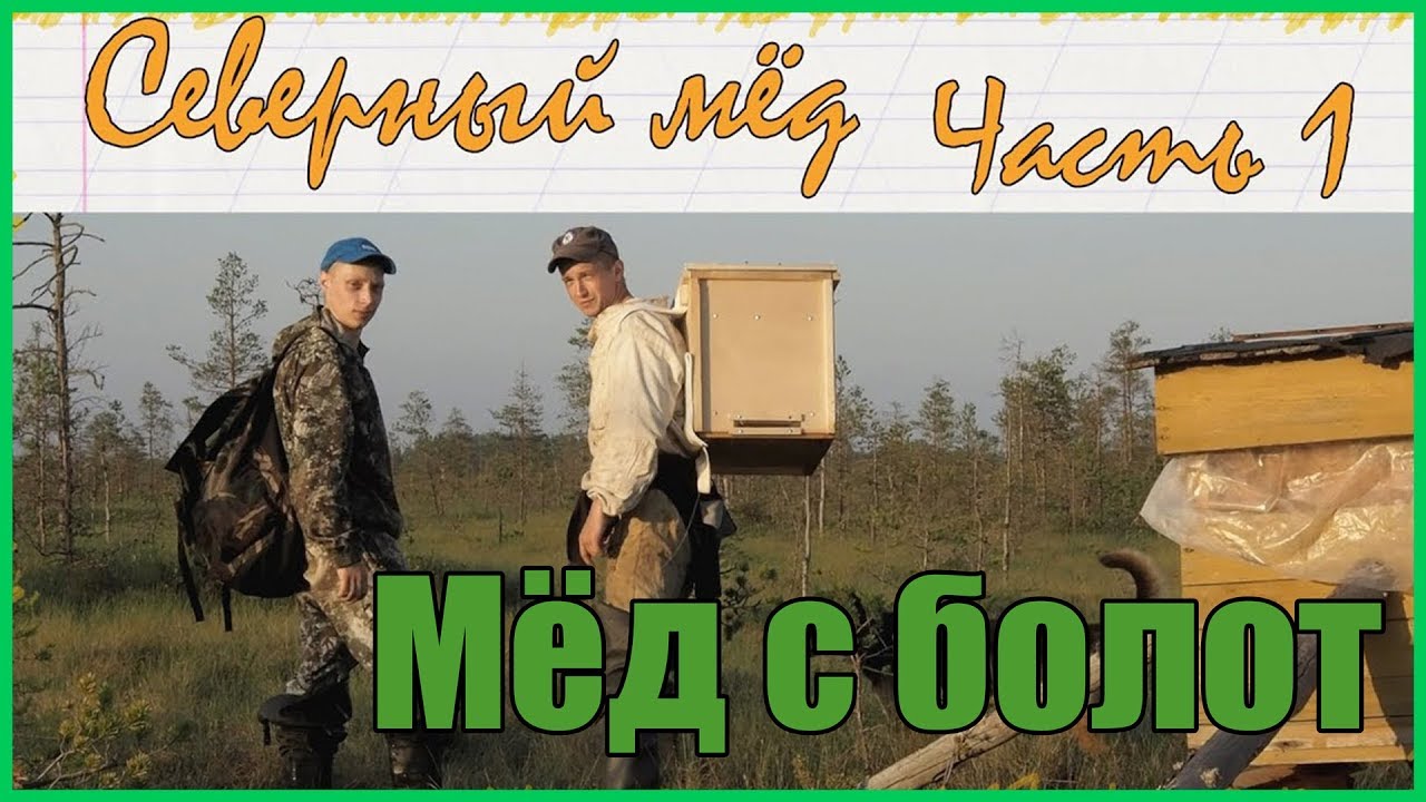 Северный мёд