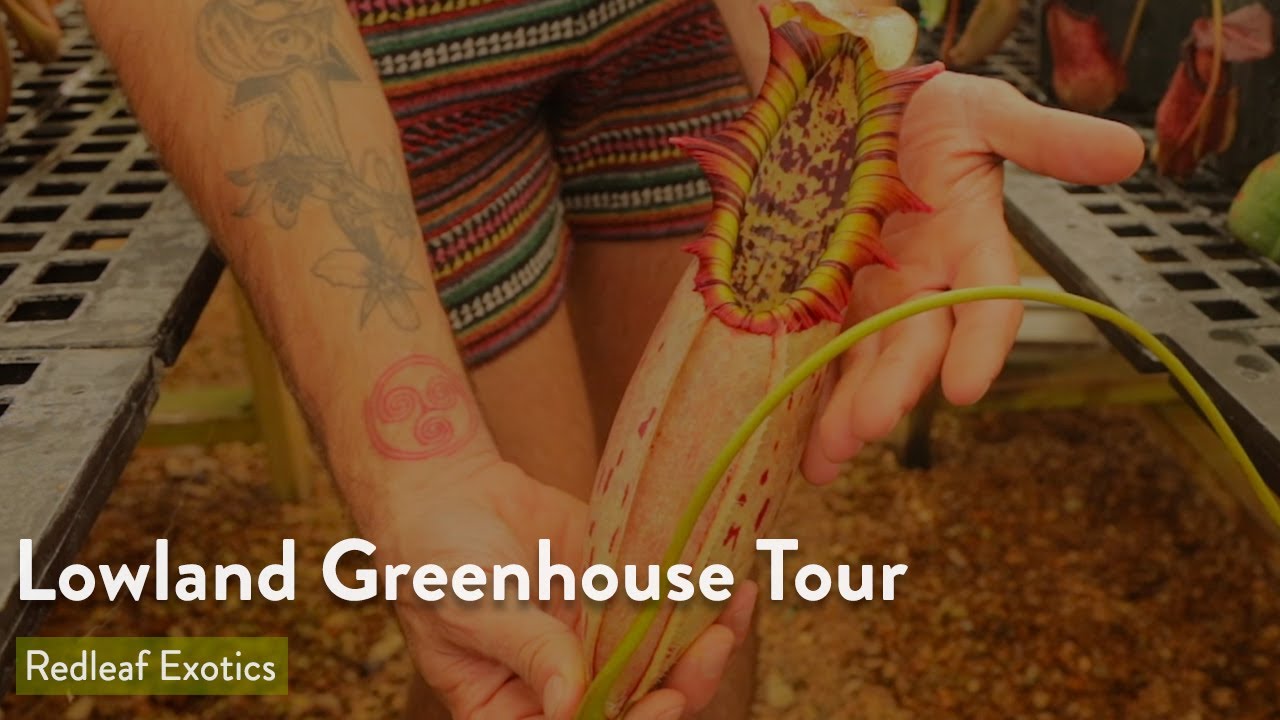 Lowland Greenhouse Tour - September 2021