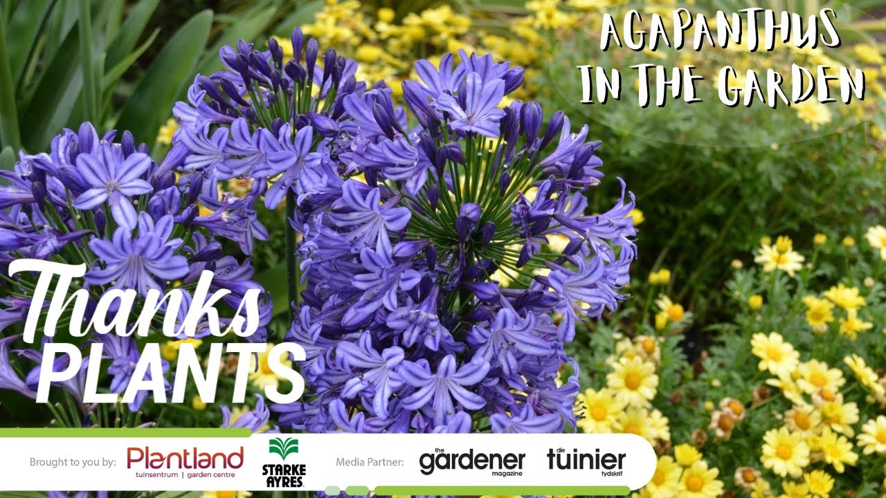 Agapanthus in the garden.