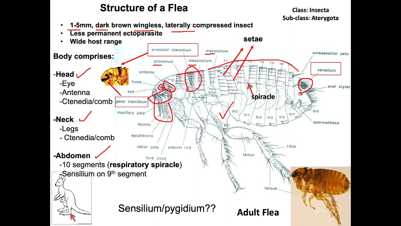 Morphology of Flea/ Structure of Flea