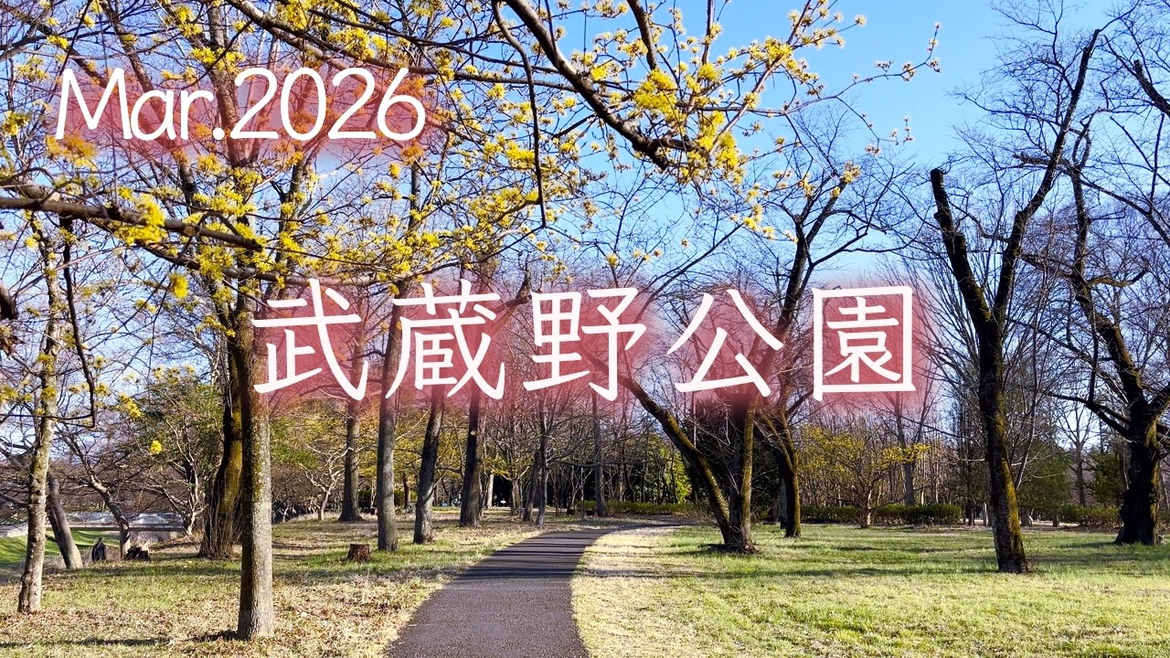 【武蔵野公園（府中市）】心落ち着く都内公園の春散歩 〜サンシュユやハクモクレンを眺めつつ〜