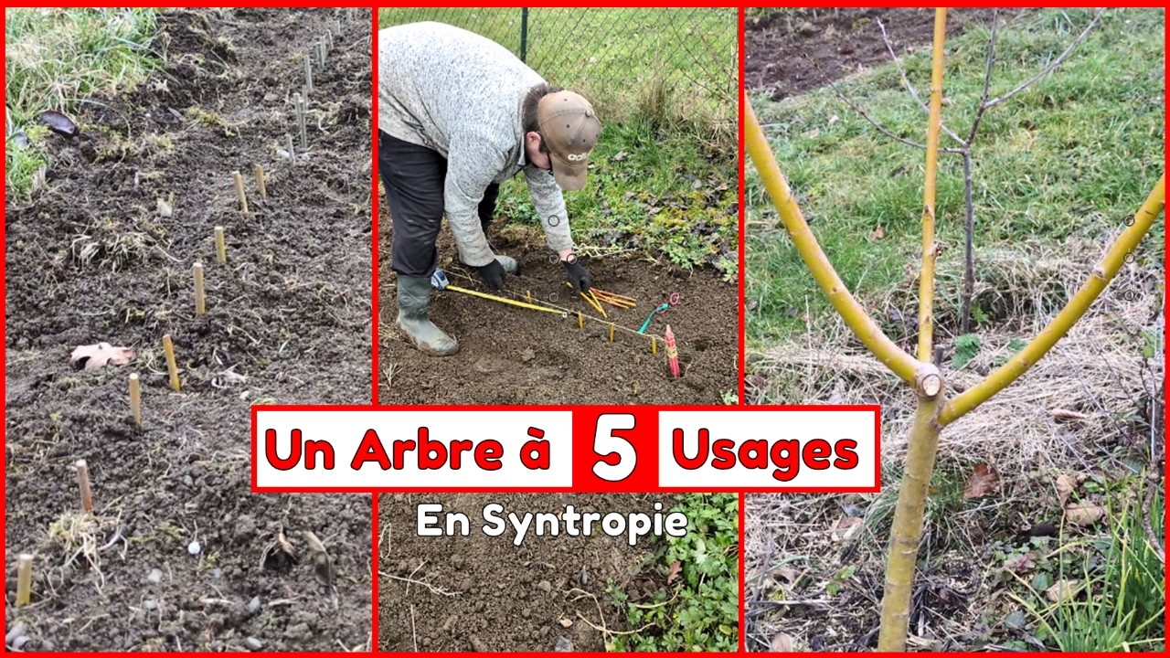 SAULE OSIER - un arbre d'exception aux 5 usages