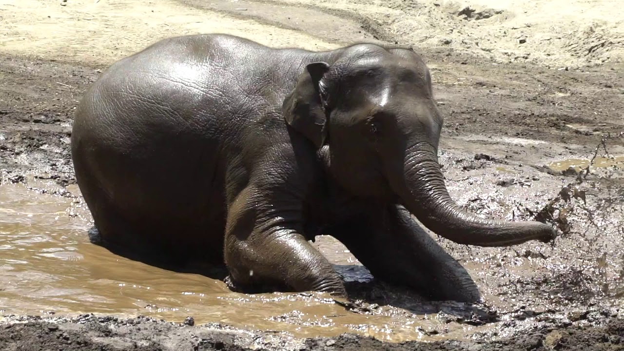 Elephant Mud Bath
