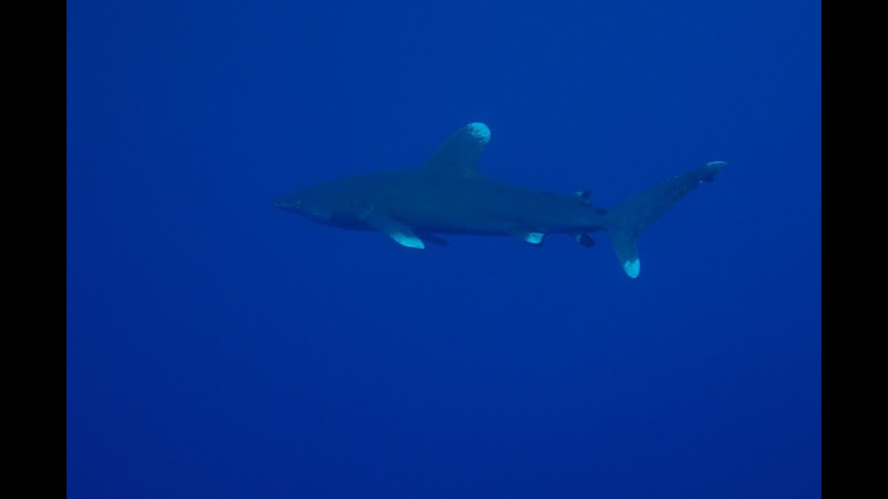 Tauchen in der Brayka Bay im November 2022