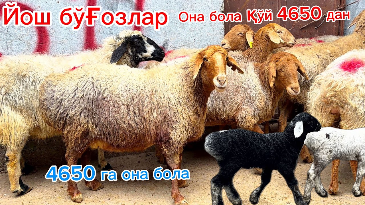 2500 га барра қўзи🔥4650 га она бола қўй 💵Қўқон Жамшидбек хонодони