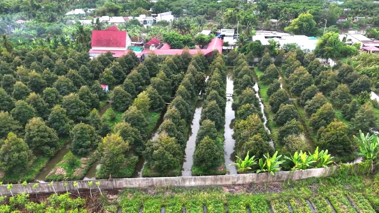 Bán vườn sầu riêng và căn biệt thự 14.000m2 tại quận Ô Môn, Cần Thơ