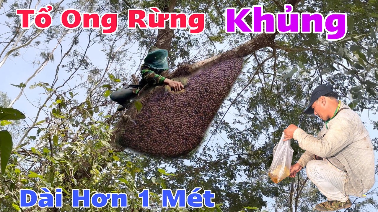 Chinh Phục Tổ Ong Rừng Khủng Dài Hơn 1 Mét / Cảnh 67 Vlog