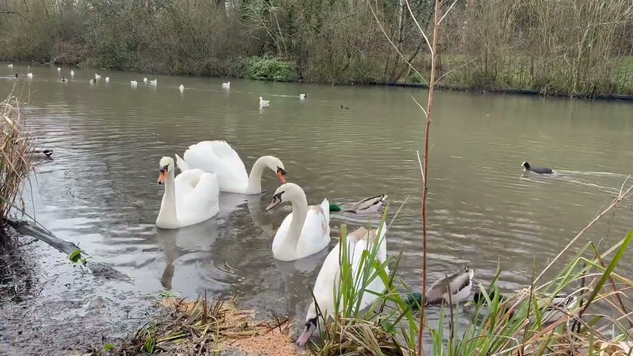 Mute Swan Daddy Drago and Family ❤🤍🦢🦢🦢🦢🦆🦆🦆🦆🤍❤