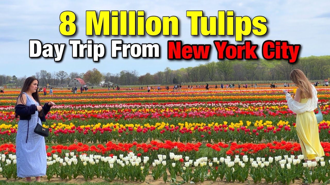 Day Trip From New York City Holland Ridge Farm the Biggest Tulip Farm in East Coast (April 21, 2025)