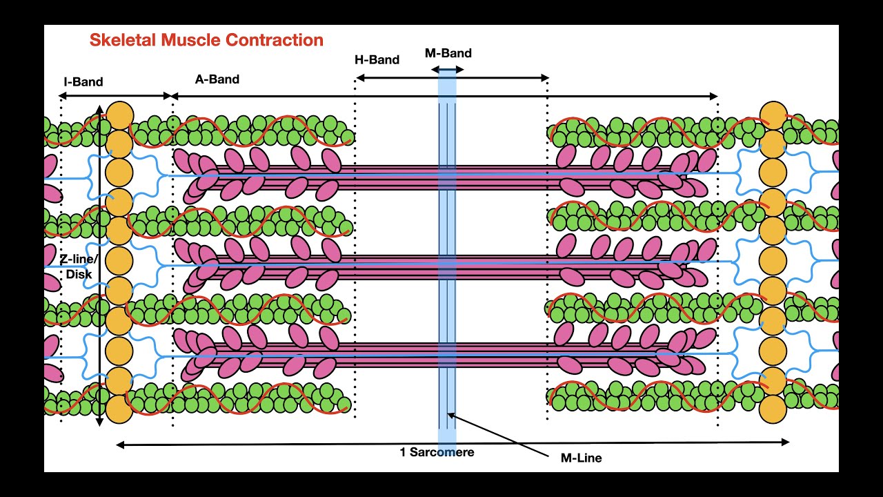 The Sarcomere and The Cross Bridge Cycle
