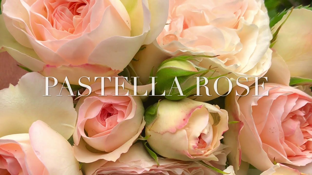 very flourishing Pastella Rose and Glyndebourne Rose...two roses with a thousand shades..