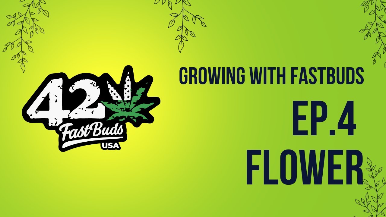 Fastbuds Grow: Ep. 4  Flower Stage (Growing Cannabis Autoflowers)