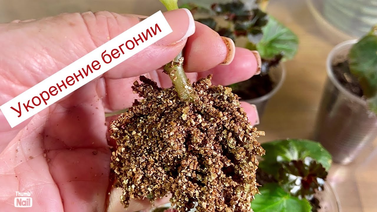 Укоренение бегонии черенками и листом
