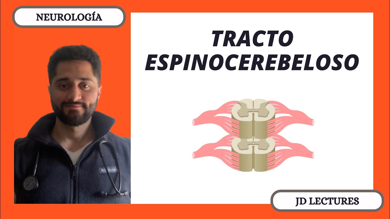 TRACTO ESPINOCEREBELOSO | TRACTOS ASCENDENTES | NEUROLOGÍA