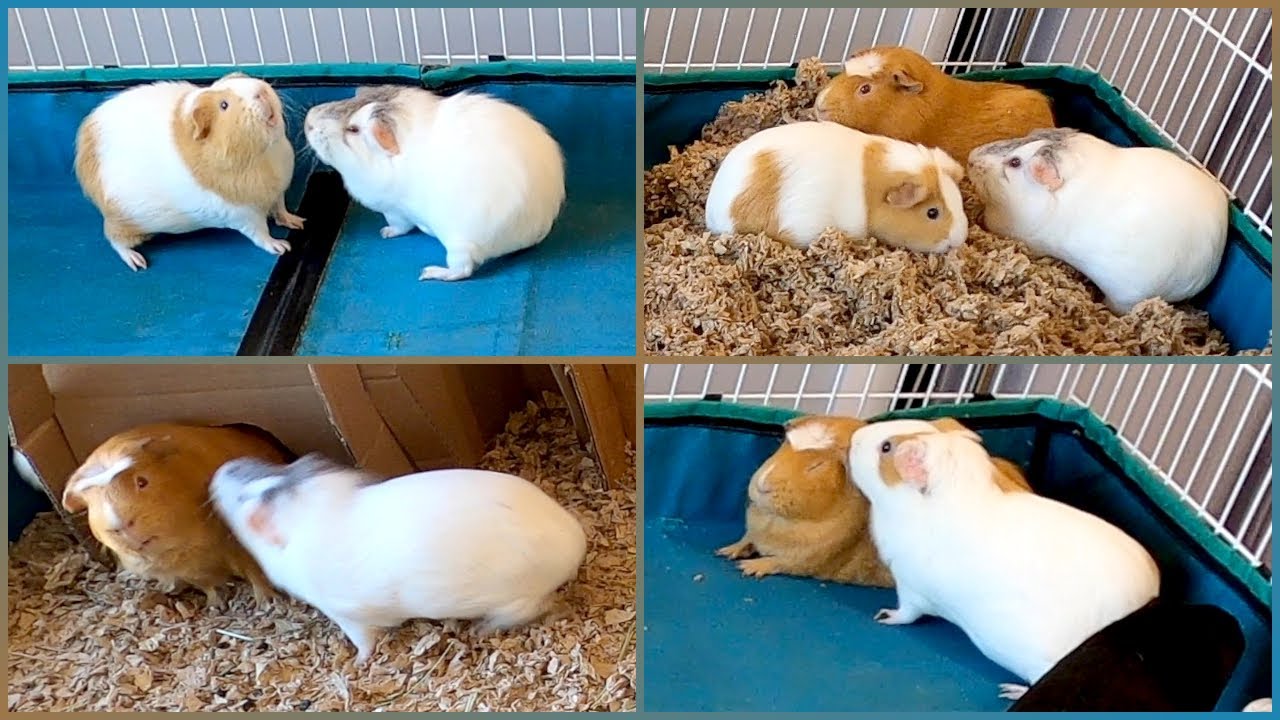 Guinea pig cage cleaning
